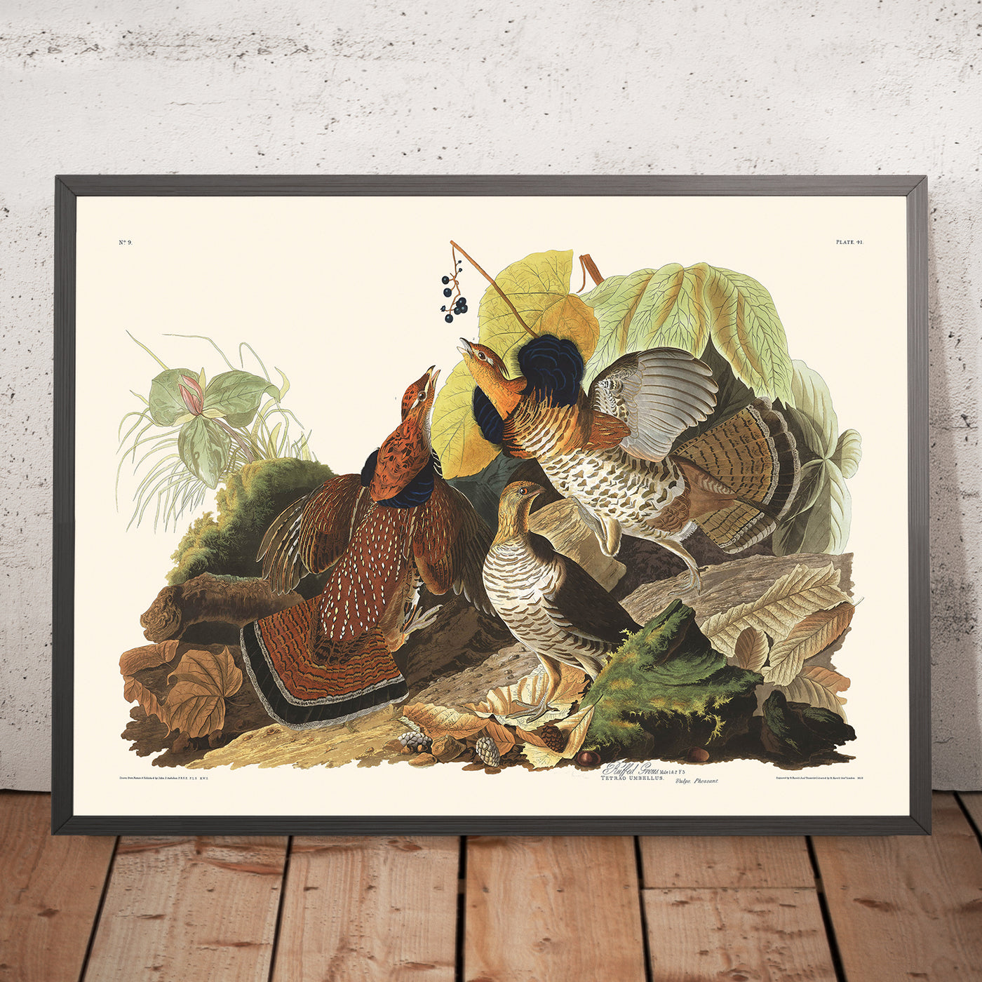 A framed image of Ruffed Grouse by John James Audubon, 1827