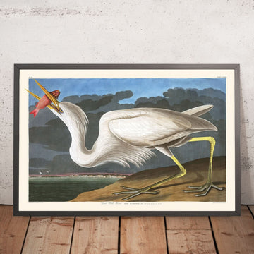 Grande Airone Bianco di John James Audubon, 1827 