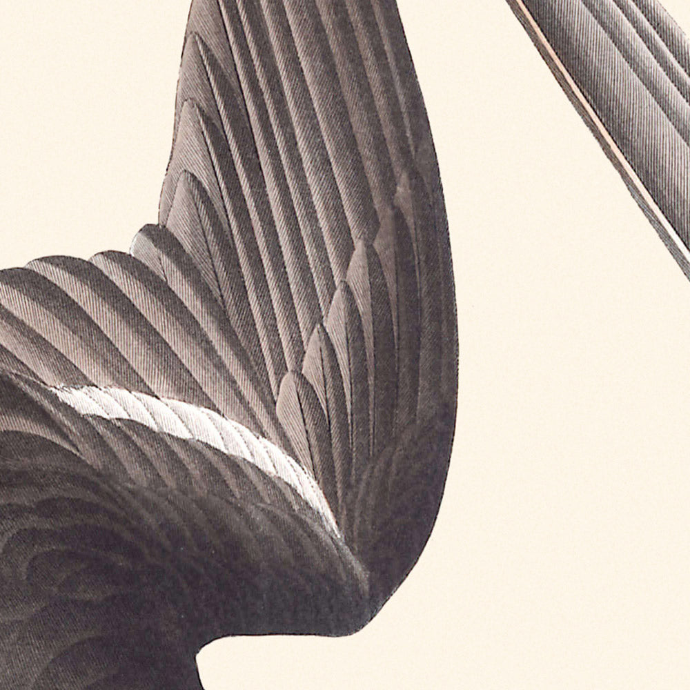 Stormy Petrel by John James Audubon 1827