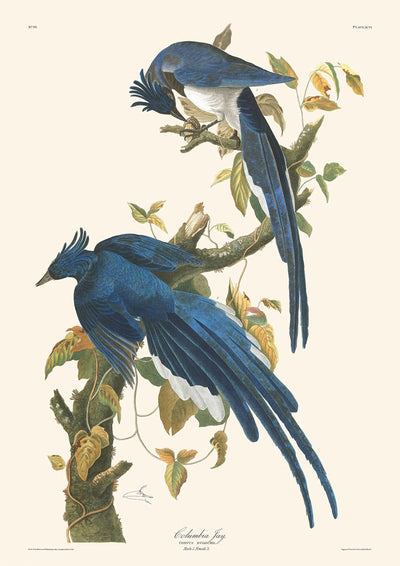 Arrendajo de Columbia, por John James Audubon, 1827