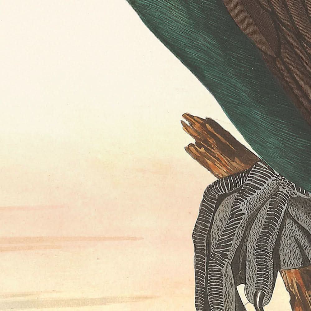 Florida-Kormoran von John James Audubon, 1827 