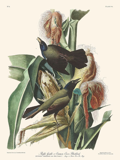 Mirlo común o grakle morado, de John James Audubon, 1827