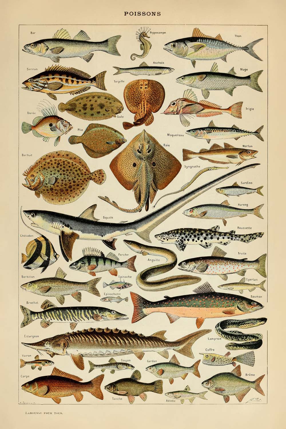 Fish by Adolphe Millot, 1890