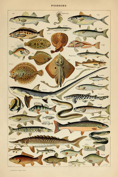 Fish by Adolphe Millot, 1890