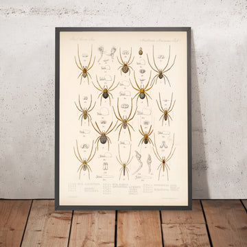 A framed image of 