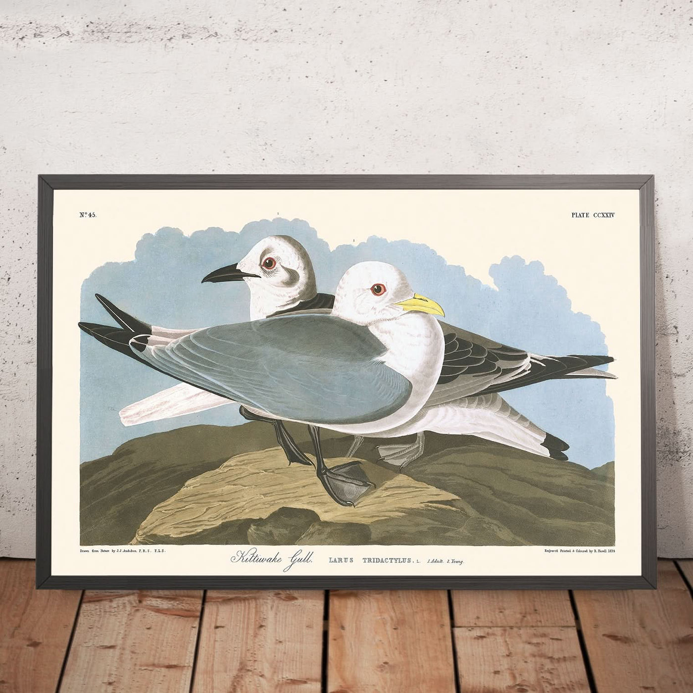 Kittiwake Gull by John James Audubon, 1827