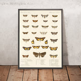 Moths (Heterocera, Plate 36) by Frederick DuCane Godman, 1879