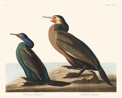 Cormorán verde violeta y cormorán de Townsend, de John James Audubon, 1827