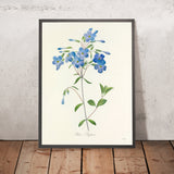 Phlox reptans (Plate 70) by Pierre Joseph Redouté, 1827