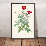 China Rose (Rosa indica) by Pierre Joseph Redouté, 1817