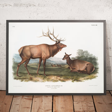 A framed image of 