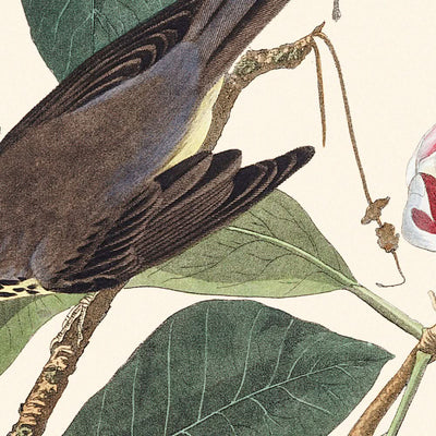 Curruca canadiense, por John James Audubon, 1827