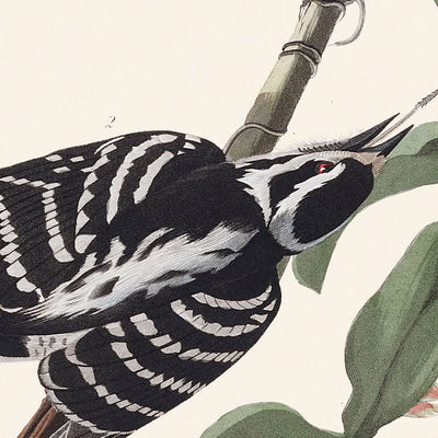 Dunenspecht von John James Audubon, 1827