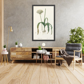 A framed image of Black Garlic (Allium nigrum) by Pierre Joseph Redouté, 1802