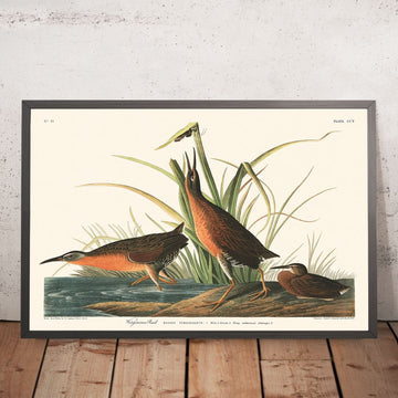 Virginia Rail di John James Audubon, 1827 