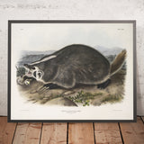 American Badger (Meles Labradoria) by John Woodhouse Audubon, 1845