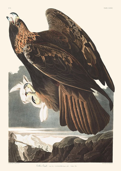 Steinadler von John James Audubon, 1827