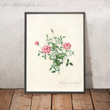 Dwarf Bengal Rose (Rosa indica pumila) by Pierre Joseph Redouté, 1817