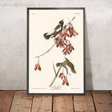 Rice Bird by John James Audubon, 1827