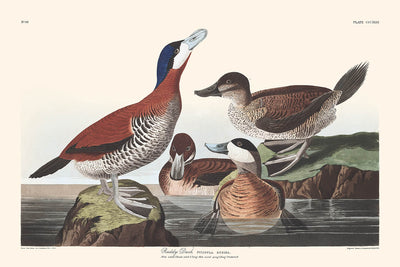 Ruddy Duck by John James Audubon 1827