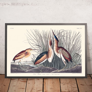 Least Bittern by John James Audubon, 1827