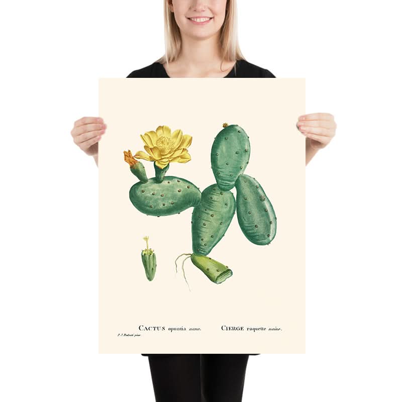 Cactus Opuntia Nana di Pierre-Joseph Redouté, 1802 