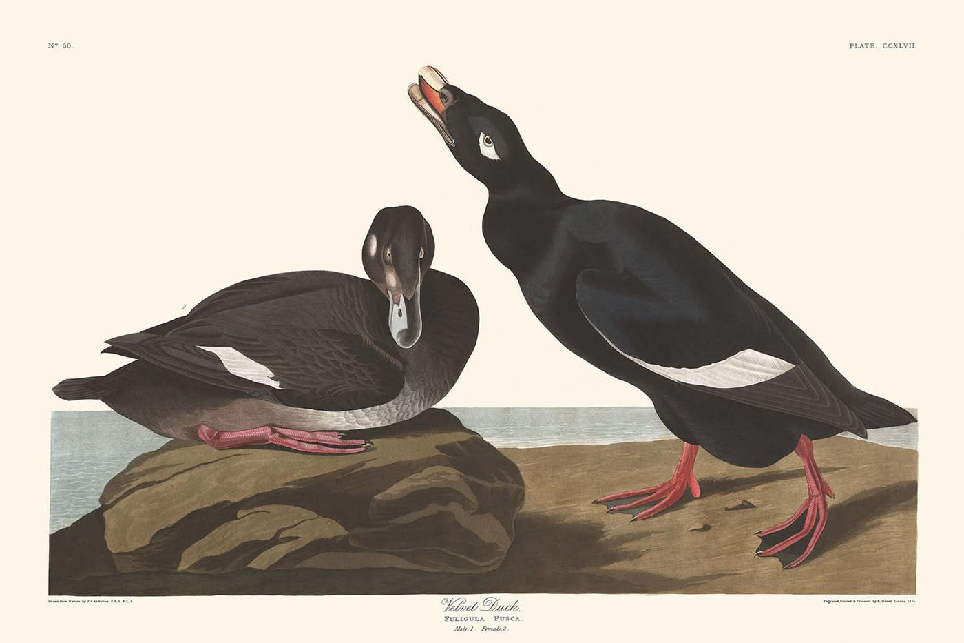 Samtente von John James Audubon, 1827 