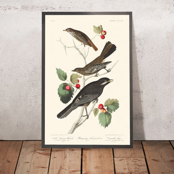 Kleine Braune Drossel Ptiliogony&