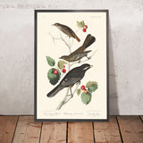 Piccolo Tordo Fulvo Ptiliogony's Townsendi Giay del Canada di John James Audubon 1827 