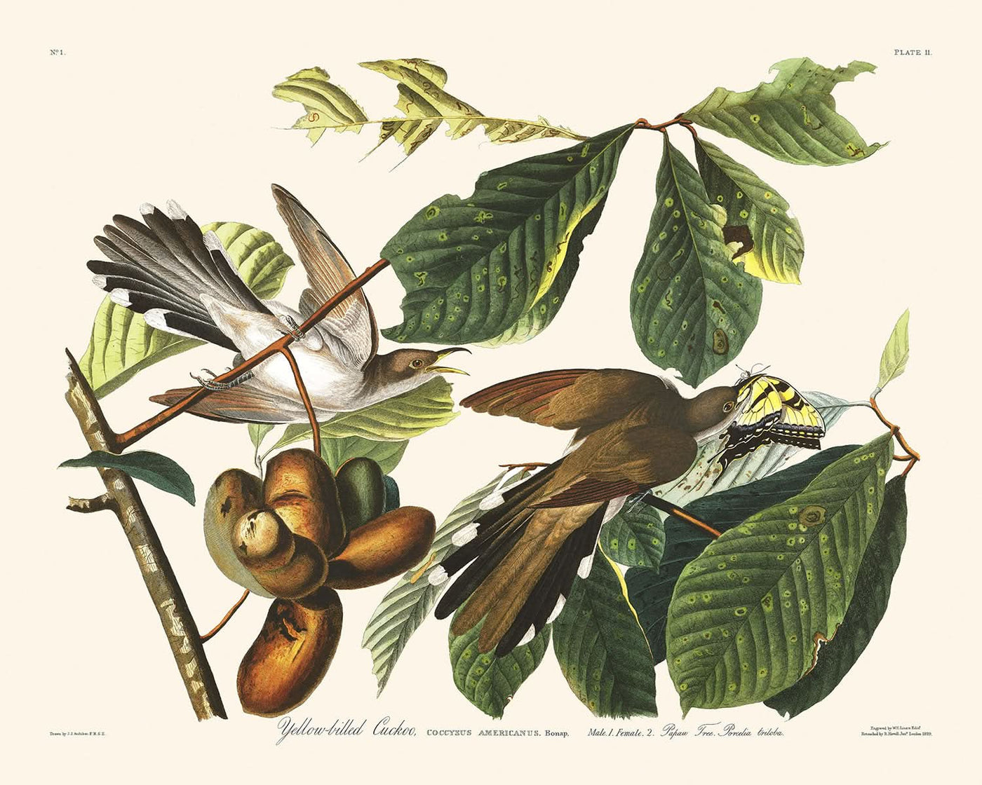 Coucou à bec jaune par John James Audubon, 1827