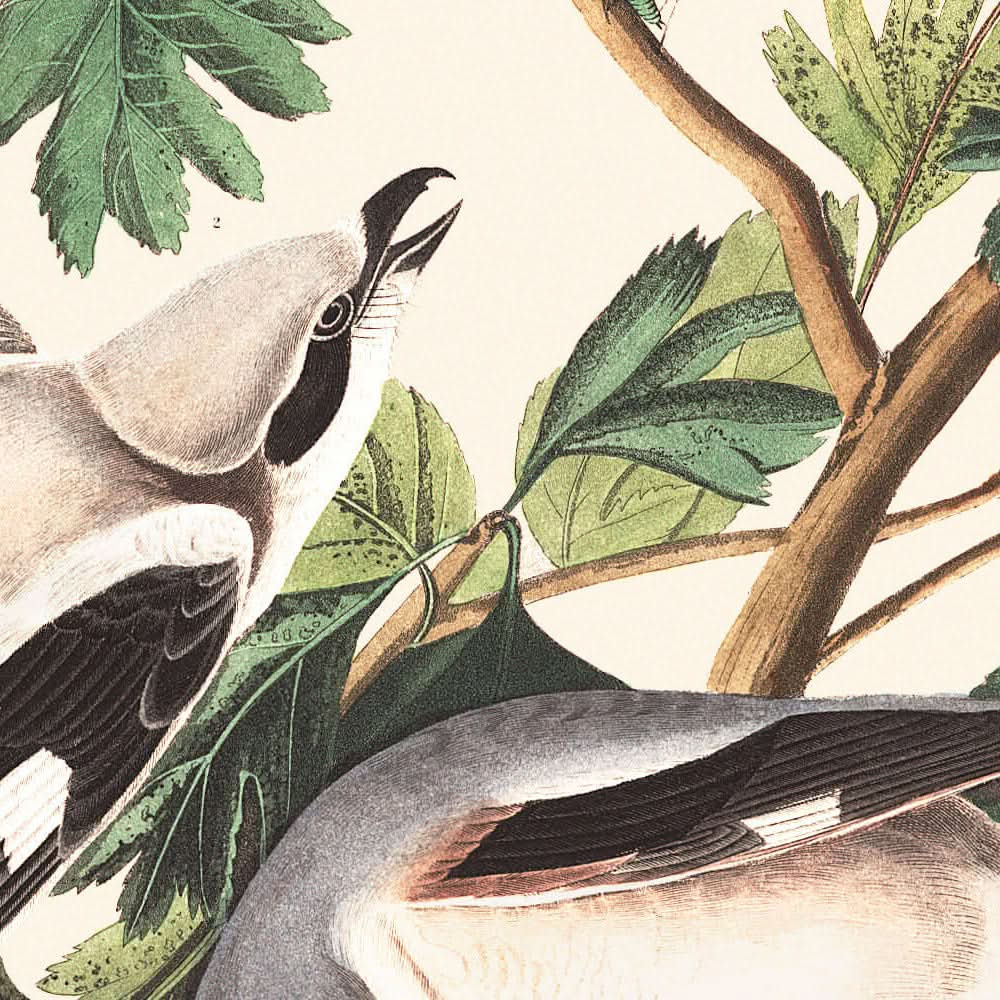 Great cinereous Shrike or Butcher Bird by John James Audubon, 1827