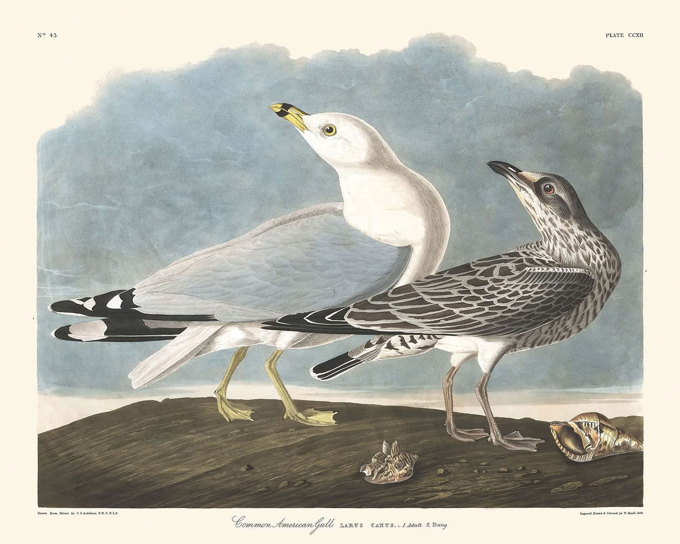 Amerikanische Möwe von John James Audubon, 1827