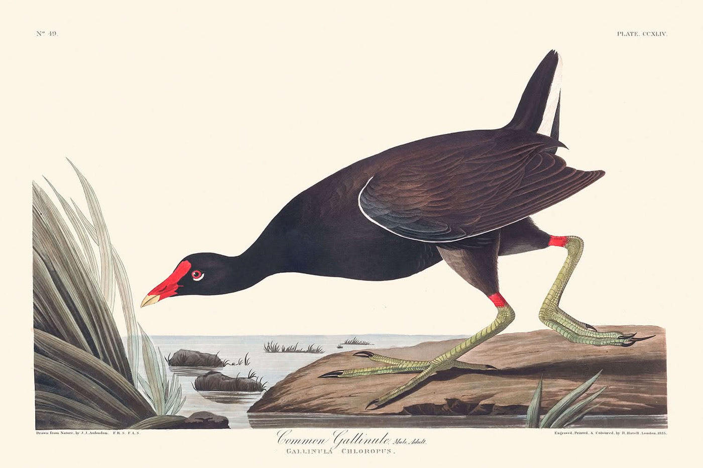 Gallinule commune par John James Audubon, 1827