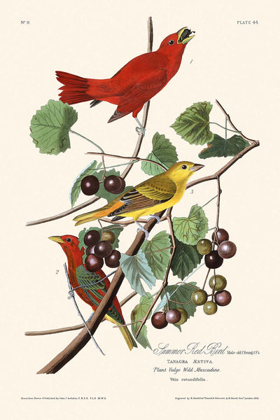 Summer Red Bird by John James Audubon, 1827