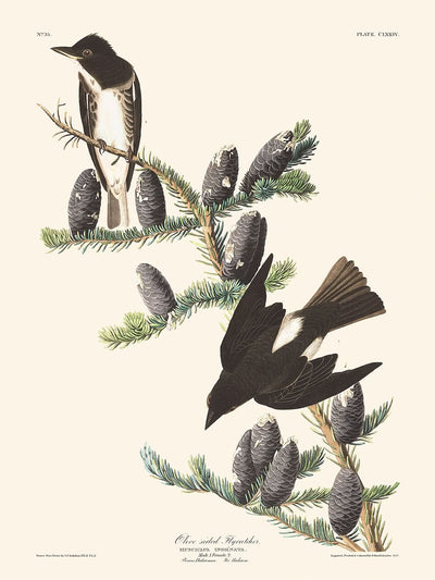 Moucherolle à côtés olive de John James Audubon, 1827