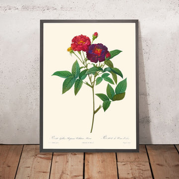 Rosa Gallica Purpurea Velutina Parva von Pierre-Joseph Redouté, 1817 