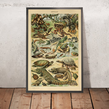 Ein gerahmtes Bild der Reptilien von Adolphe Millot, 1890