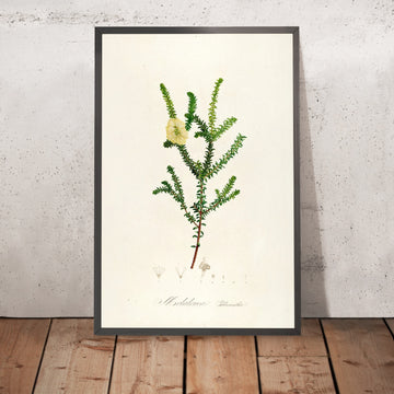 A framed image of Hillock Bush (Melaleuca hypericifolia, Plate 8) by Pierre Joseph Redouté, 1813