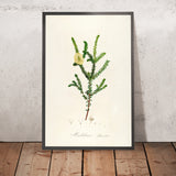 Hillock Bush (Melaleuca hypericifolia, Plate 8) by Pierre Joseph Redouté, 1813