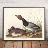 Anatra dai capelli rossi di John James Audubon, 1827 