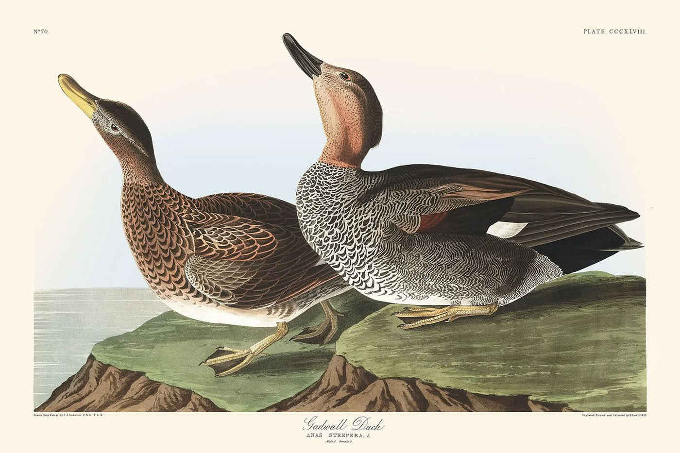 Gadwall-Ente von John James Audubon, 1827 