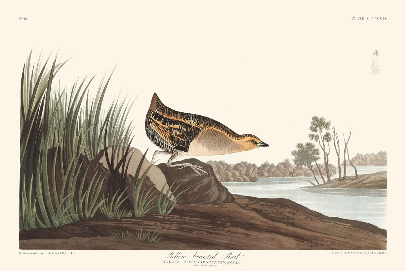 Yellow-breasted Rail by John James Audubon, 1827