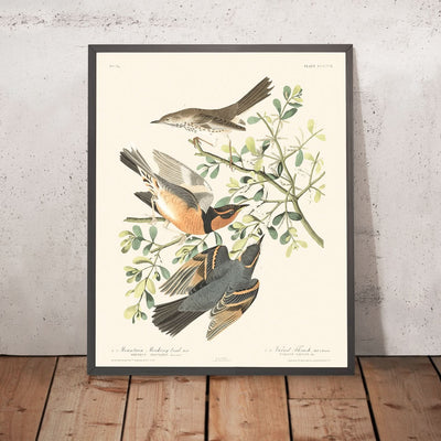 Mountain Mockingbird and Varied Thrush by John James Audubon, 1827