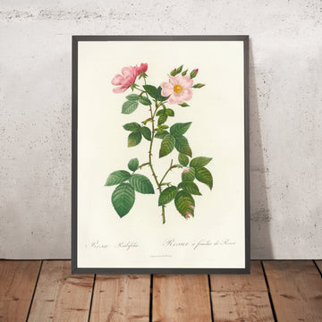 A framed image of Rosa rubifolia by Pierre Joseph Redouté, 1817