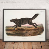 Black Wolf (Canis lupus) by John Woodhouse Audubon, 1845