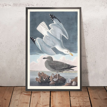 Herring Gull by John James Audubon, 1827