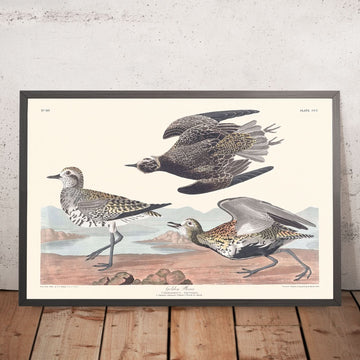 Plover dorato di John James Audubon, 1827 