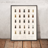 Beetles (Coleoptera, Plate 30) by Frederick DuCane Godman, 1879