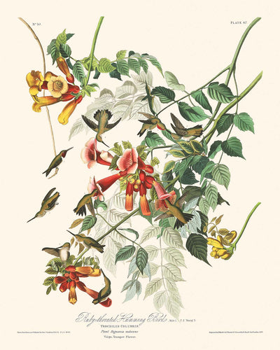 Ruby-throated Humming Bird by John James Audubon, 1827