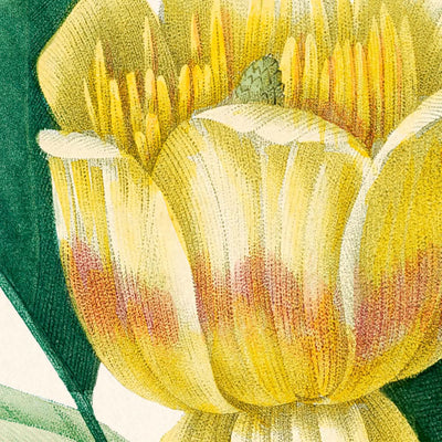 Tulipifera von Pierre-Joseph Redouté, 1802 